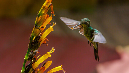 hummingbird on flower in Cuba © Ruzdi