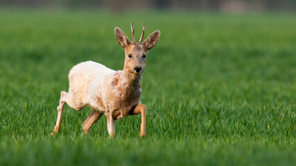 Albino roe deer, capreolus capreolus, buck walking on a green wheat field in spring nature. Animal wildlife with white fur approaching from front view. Mammal with antlers in countryside.