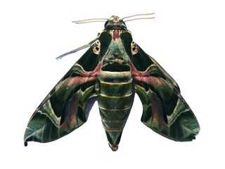 An unknown butterfly that resembles a leaf in shape and color