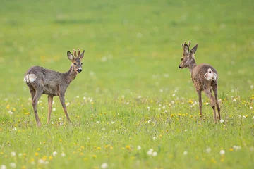 Plexiglas foto achterwand Two roe deer, capreolus capreolus, bucks standing on a meadow and looking on each other in spring. Male animals with antlers in velvet on a blooming hayfield with green grass. © WildMedia