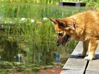 dog near the water