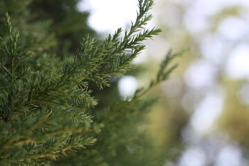 pine green tree branches