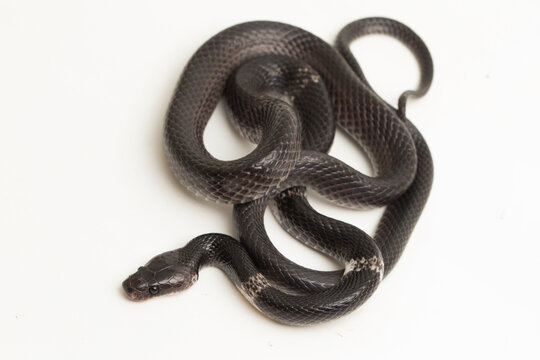 white-banded wolf snake or Malayan banded wolf snake (Lycodon subcinctus) on white background