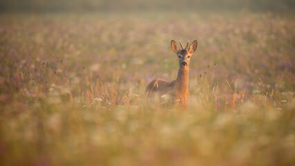 Young roe deer, capreolus capreolus, buck standing in morning mist on a meadow in summer at sunrise with copy space. Front view of animal wildlife on a blooming hay field illuminated by sun.