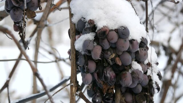 Overripe blue grapes covered with snow in a vineyard. Late harvest.