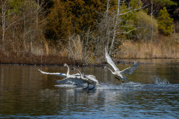 Swans taking Flight