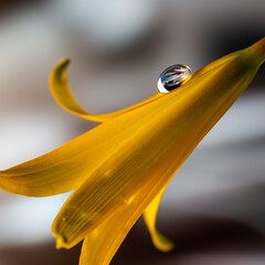 Fototapeta premium A long yellow bell-shaped flower with a small drop of water. Beautiful gray - brown bokeh.