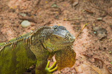 Close up of green iguana on the ground.