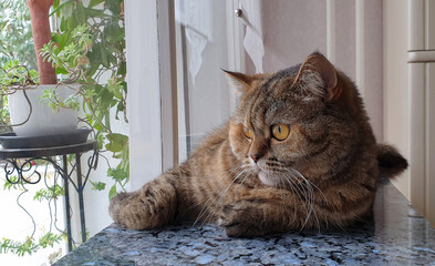 scottish straight katze 