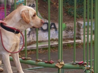 golden retriever dog