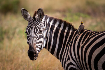 Potrait of zebra with oxpecker, Masai Mara, Kenya © lnichetti
