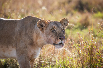 Close up of lioness staring at prey, Masai Mara, Kenya