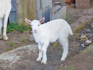 white goat on a farm