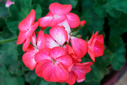 red and white flower