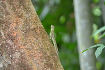 lézard