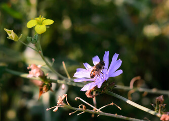 bee on a flower