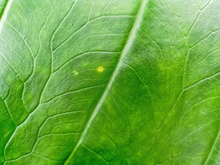 Taro leaves are green