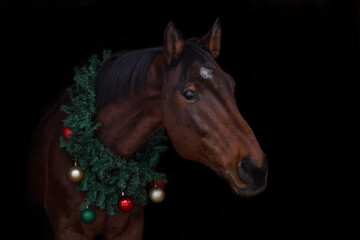 Horse in a Christmas wreath . New Year and Christmas horse.