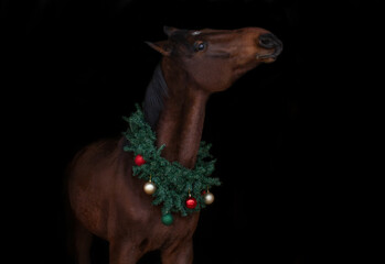 Horse in a Christmas wreath . New Year and Christmas horse.