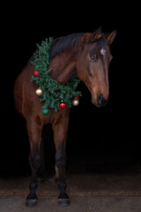 Horse in a Christmas wreath . New Year and Christmas horse.