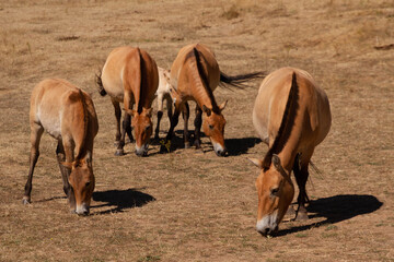 Group of horses grazing in a field