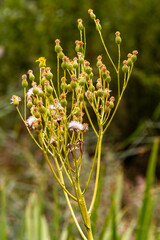 Close-up of white wildflowers