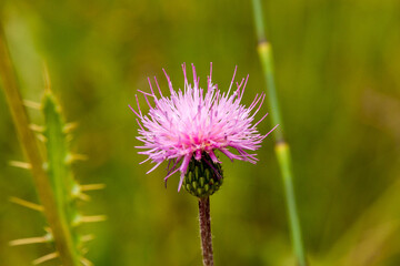 Close-up of a thistle flower
