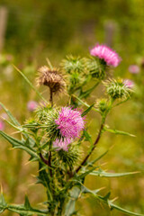 Close-up of a thistle with several flowers