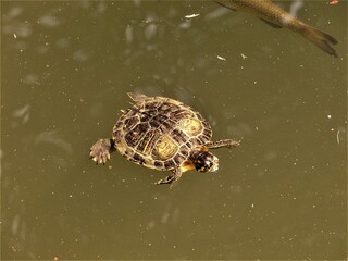 turtle in a pond