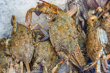 Israeli caught crabs for sale in the ice Background