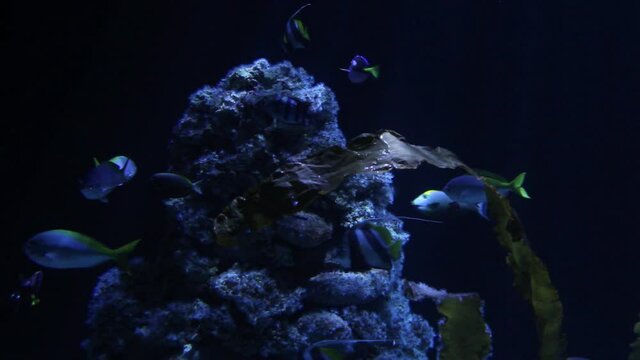 Fish swim deep under water. Calming natural background. Underwater life.
