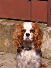 cavalier king charles spaniel