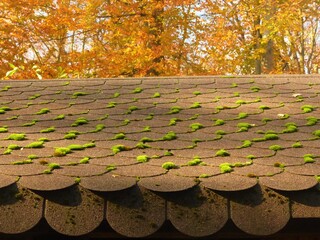 moss on the roof