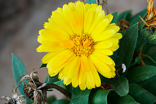 yellow flower