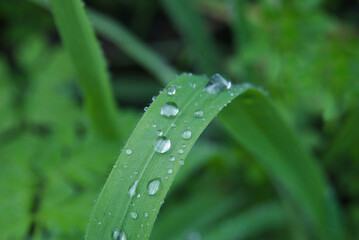 Folha de uma erva com gotas de água da chuva e reflexos de luz - macro-fotografia