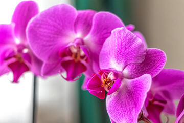Pink flower petals of the phalaenopsis orchid