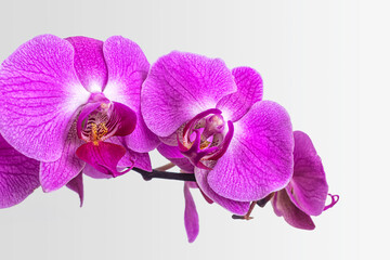 Pink flowers of the phalaenopsis orchid on a light background