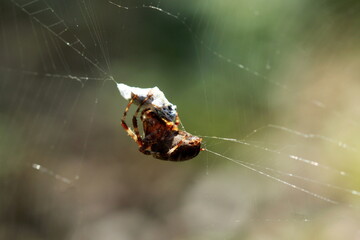 Araignée et sa proie