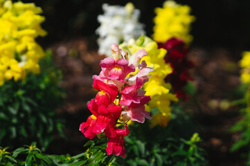 Fototapeta premium Beautiful garden snapdragon flower is blooming