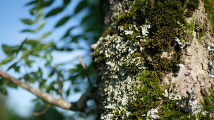 tree trunk with moss