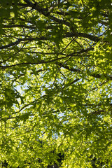 Fototapeta na wymiar Green leaves in sunlight background