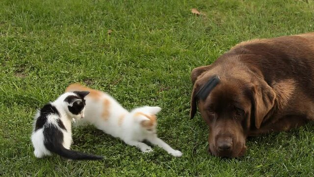 Small playful house kitten playing in garden, the chocolate brown labrador lying next to him