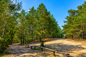 Fototapeta na wymiar Summer landscape of mixed European forest thicket with touristic track in Puszcza Kampinoska Forest in Izabelin town near Warsaw in central Poland