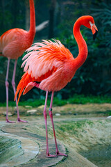 Flamingo