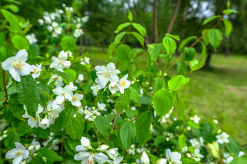 Jasmine spring flowers at natural habitat in plant garden