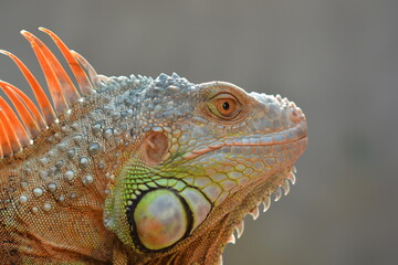 Fototapeta premium portrait of iguana
