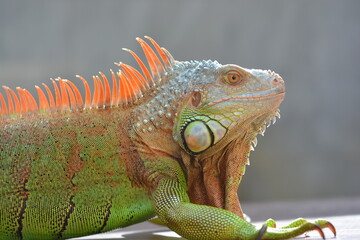 side portrait of red iguana