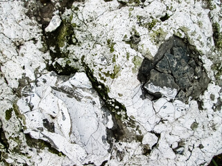 Cured white petrified paint. Old surface with cracks and roughness.