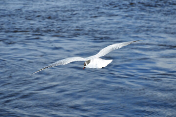 Fototapeta na wymiar White seagull soaring above the water