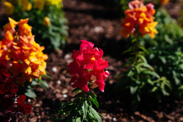 Beautiful garden snapdragon flower is blooming